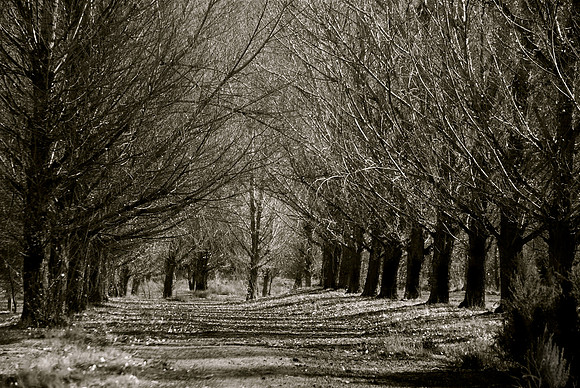 Treelined path copy