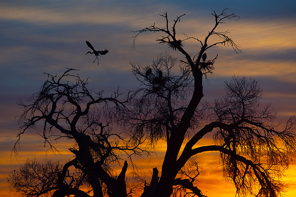 Sunset Tree Yuma-3042-3.jpg