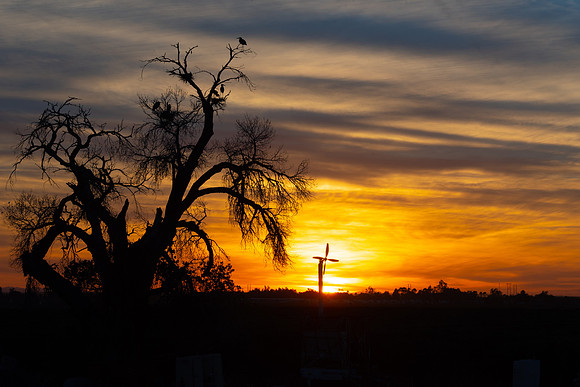 Sunset Tree Yuma-3048-2.jpg