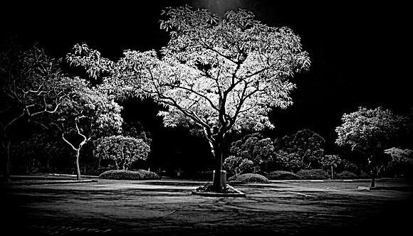 night white tree