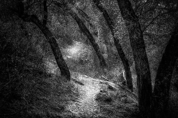 Forest path